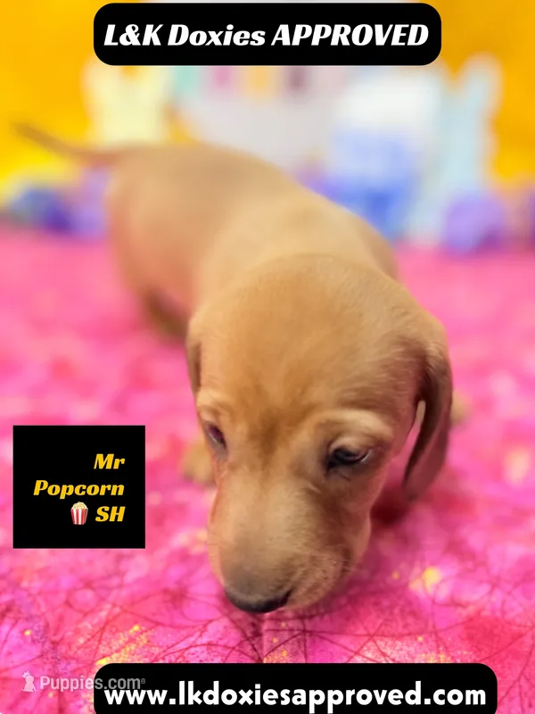 Mr Popcorn – Miniature Dachshund puppy for sale in Arapahoe, CO