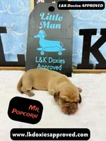 Mr Popcorn, a male Miniature Dachshund for sale in Arapahoe, CO – Photo 5 of 10