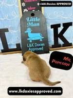 Mr Popcorn, a male Miniature Dachshund for sale in Arapahoe, CO – Photo 2 of 10