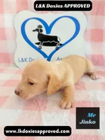 Mr Jinko , a male Miniature Dachshund for sale in Arapahoe, CO – 8 of 10