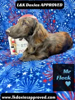 Mr FLECK NO DAPPLE 💙, a male Miniature Dachshund for sale in Arapahoe, CO – 4 of 10