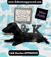 Miss Faith 785-821-1920, a female Miniature Dachshund for sale in Arapahoe, CO – 3 of 9