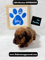 Mr Pumba 785-821-1920, a male Miniature Dachshund for sale in Arapahoe, CO – 2 of 10
