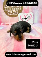 Miss Song, a female Miniature Dachshund for sale in Arapahoe, CO – 3 of 10