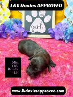 Miss Tru, a female Miniature Dachshund for sale in Arapahoe, CO – Photo 6 of 10