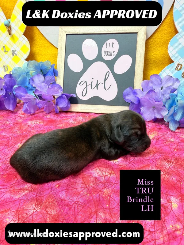 Miss Tru – Miniature Dachshund puppy for sale in Arapahoe, CO