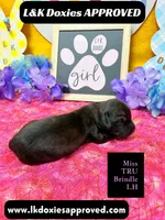 Miss Tru, a female Miniature Dachshund for sale in Arapahoe, CO – Photo 1 of 10