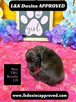 Miss Tru, a female Miniature Dachshund for sale in Arapahoe, CO – Photo 8 of 10