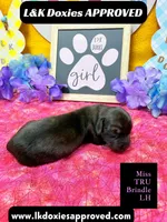 Miss Tru, a female Miniature Dachshund for sale in Arapahoe, CO – Photo 9 of 10