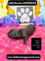 Miss Tru, a female Miniature Dachshund for sale in Arapahoe, CO – Photo 2 of 10
