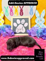 Miss Tru, a female Miniature Dachshund for sale in Arapahoe, CO – Photo 3 of 10