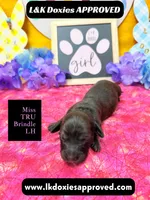 Miss Tru, a female Miniature Dachshund for sale in Arapahoe, CO – Photo 7 of 10