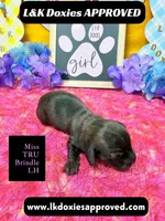 Miss Tru, a female Miniature Dachshund for sale in Arapahoe, CO – Photo 10 of 10