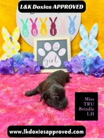 Miss Tru, a female Miniature Dachshund for sale in Arapahoe, CO – Photo 4 of 10