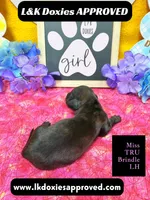 Miss Tru, a female Miniature Dachshund for sale in Arapahoe, CO – Photo 5 of 10