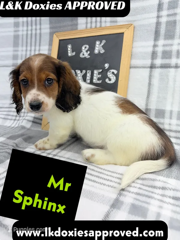 Mr Sphynx 795-821-1920 LH – Miniature Dachshund puppy for sale in Arapahoe, CO