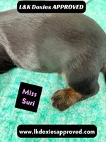 Miss Siri 785-821-1920, a female Miniature Dachshund for sale in Arapahoe, CO – 6 of 10