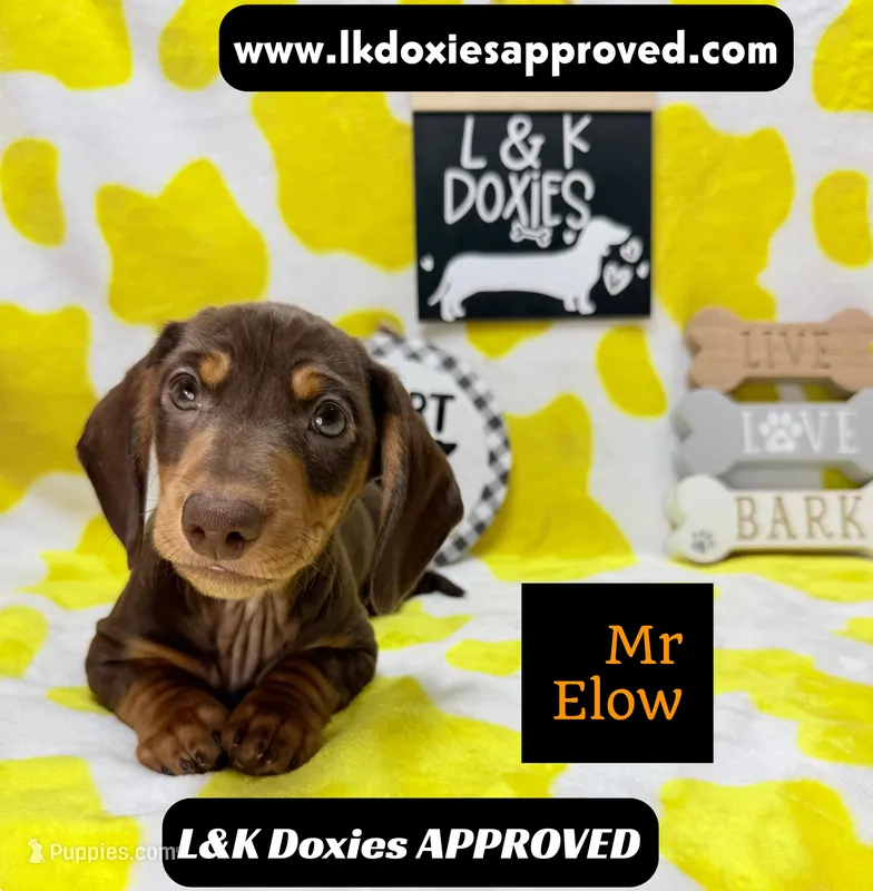 Mr Elow No Merle Genes SH – Miniature Dachshund puppy for sale in Arapahoe, CO