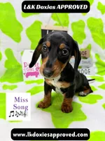 Miss Song 🎶785-821-1920, a female Miniature Dachshund for sale in Arapahoe, CO – 2 of 10