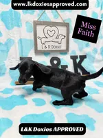 Miss Faith 785-821-1920, a female Miniature Dachshund for sale in Arapahoe, CO – 5 of 9