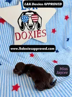Miss Jaycee , a female Miniature Dachshund for sale in Arapahoe, CO – 5 of 10