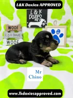 Mr Chino LH , a male Miniature Dachshund for sale in Arapahoe, CO – 3 of 10