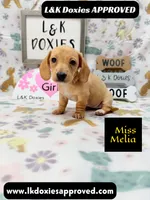 Miss Melia, a female Miniature Dachshund for sale in Arapahoe, CO – 4 of 10