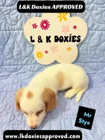 Mr Styx 785-821-1920 LH, a male Miniature Dachshund for sale in Arapahoe, CO – 4 of 9