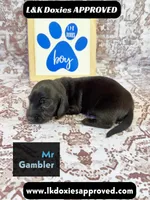 Mr Gambler SH , a male Miniature Dachshund for sale in Arapahoe, CO – 4 of 10
