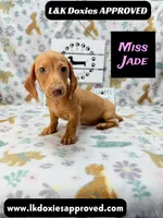 Miss Jade Dapple 🩷, a female Miniature Dachshund for sale in Arapahoe, CO – 7 of 8