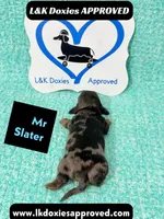 Mr Slater 785-821-1920, a male Miniature Dachshund for sale in Arapahoe, CO – 4 of 10