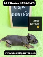 Miss Kaycee 785-821-1920, a female Miniature Dachshund for sale in Arapahoe, CO – 8 of 10