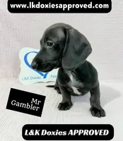 Mr Gambler SH ❤️, a male Miniature Dachshund for sale in Arapahoe, CO – 3 of 10