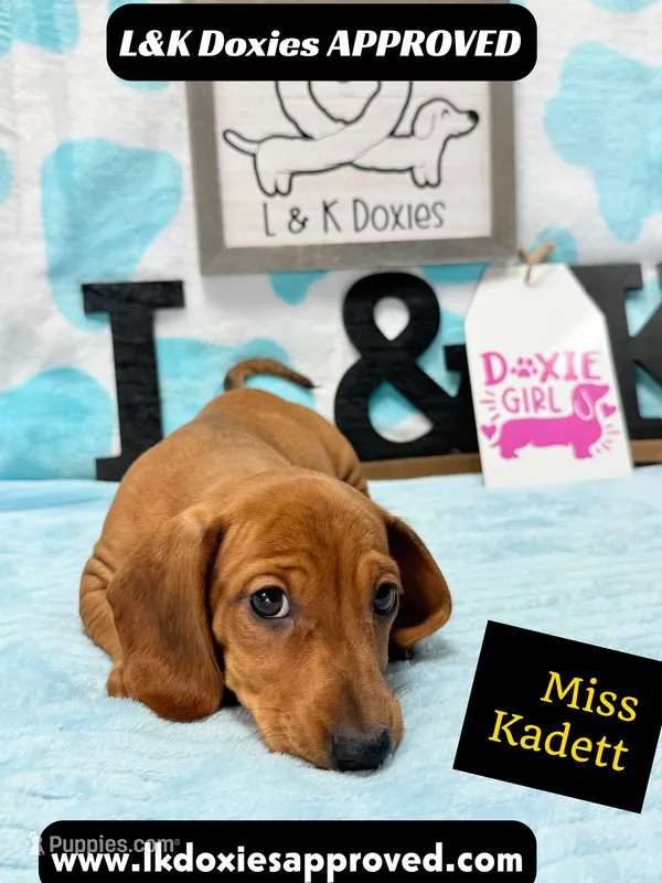 Miss Kadett 785-821-1920 – Miniature Dachshund puppy for sale in Arapahoe, CO