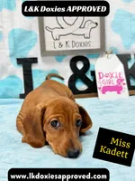 Miss Kadett 785-821-1920, a female Miniature Dachshund for sale in Arapahoe, CO – 1 of 10
