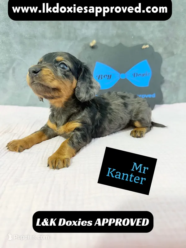 Mr Kantor 785-821-1920 – Miniature Dachshund puppy for sale in Arapahoe, CO