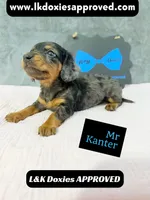 Mr Kantor 785-821-1920, a male Miniature Dachshund for sale in Arapahoe, CO – 2 of 10
