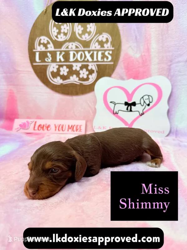 Miss Shimmy – Miniature Dachshund puppy for sale in Arapahoe, CO
