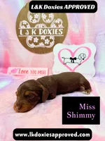 Miss Shimmy, a female Miniature Dachshund for sale in Arapahoe, CO – 1 of 9
