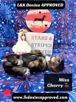 Miss Cherry 785-821-1920, a female Miniature Dachshund for sale in Arapahoe, CO – 2 of 10