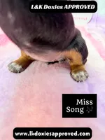 Miss Song, a female Miniature Dachshund for sale in Arapahoe, CO – 2 of 10