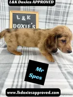 Mr Spes 785-821-1920, a male Miniature Dachshund for sale in Arapahoe, CO – 6 of 9