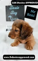 Mr Roni 785-821-1920, a male Miniature Dachshund for sale in Arapahoe, CO – 3 of 10