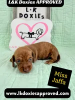 Miss Jaffa 785-821-1920 SH, a female Miniature Dachshund for sale in Arapahoe, CO – 3 of 10