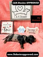 Mr Stetson Dapple LH , a male Miniature Dachshund for sale in Arapahoe, CO – 5 of 10