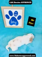 Mr Styx 785-821-1920 LH, a male Miniature Dachshund for sale in Arapahoe, CO – 10 of 10