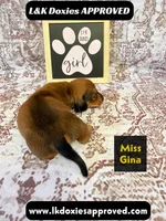 Miss Gina SH NO Dapple genes, a female Miniature Dachshund for sale in Arapahoe, CO – 9 of 10