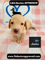 Mr Jinko , a male Miniature Dachshund for sale in Arapahoe, CO – 3 of 10
