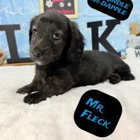 Mr FLECK NO DAPPLE 💙, a male Miniature Dachshund for sale in Arapahoe, CO – Photo 4 of 6