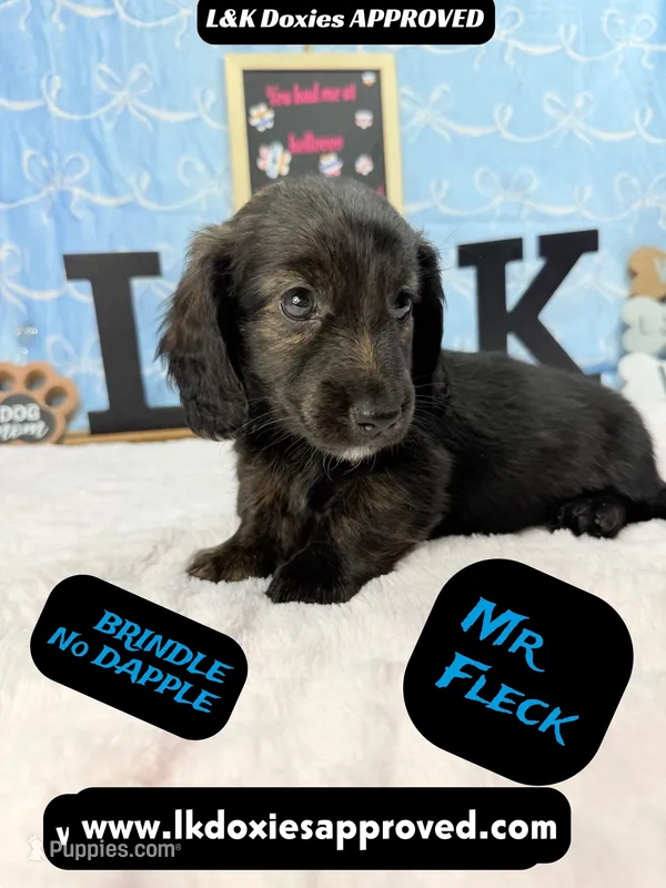 Mr FLECK NO DAPPLE 💙